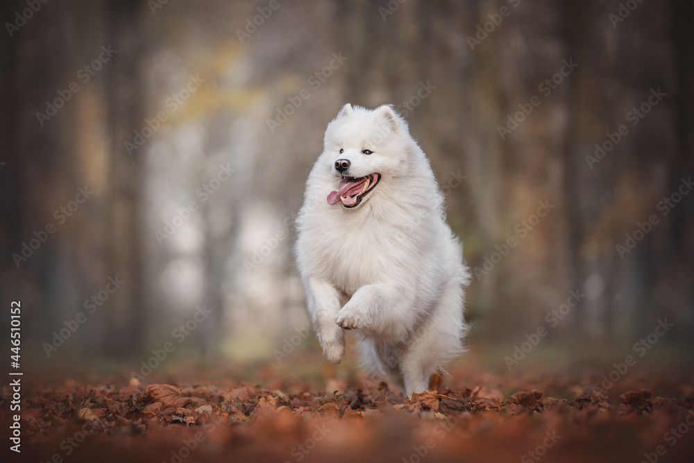 A funny Samoyed running through the foliage against a bright autumn landscape A funny Samoyed running through the foliage against a bright autumn landscape