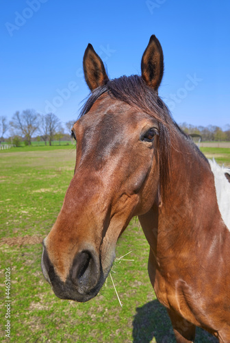 Confident horse in the pasture, close-up. © Composer