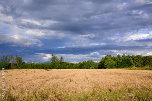 Scenic shot of a grain field in summer with ominous dark clouds hanging over it