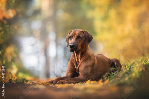 A male Rhodesian Ridgeback lying on the green grass against the background of a bright autumn landscape photo