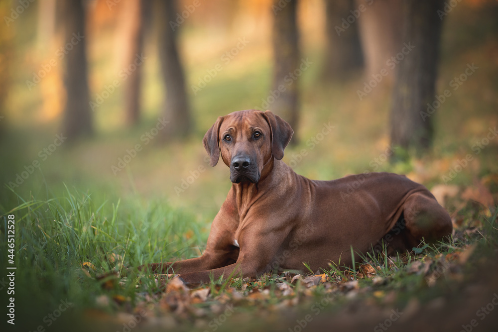 A male Rhodesian Ridgeback lying on the green grass against the background of a bright autumn landscape A male Rhodesian Ridgeback lying on the green grass against the background of a bright autumn landscape