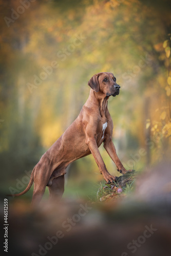 Fotografie A male Rhodesian Ridgeback standing with its paws on a stump against the backgro