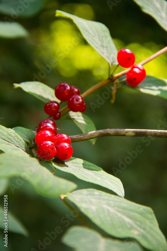 red berries on a branch