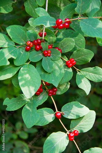 holly berries on a branch