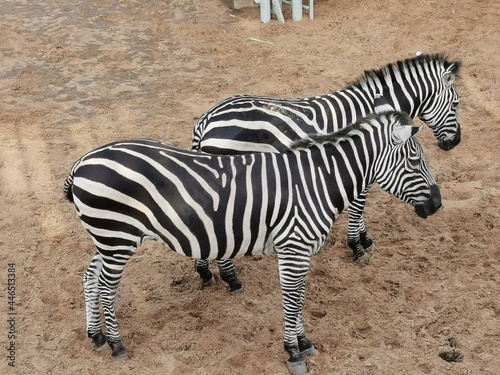 zebra in the zoo in Abu Dhabi  UAE. 