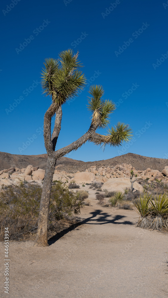 Joshua Tree at Arch Rock Nature Trail in Joshua Tree National Park Joshua Tree at Arch Rock Nature Trail in Joshua Tree National Park