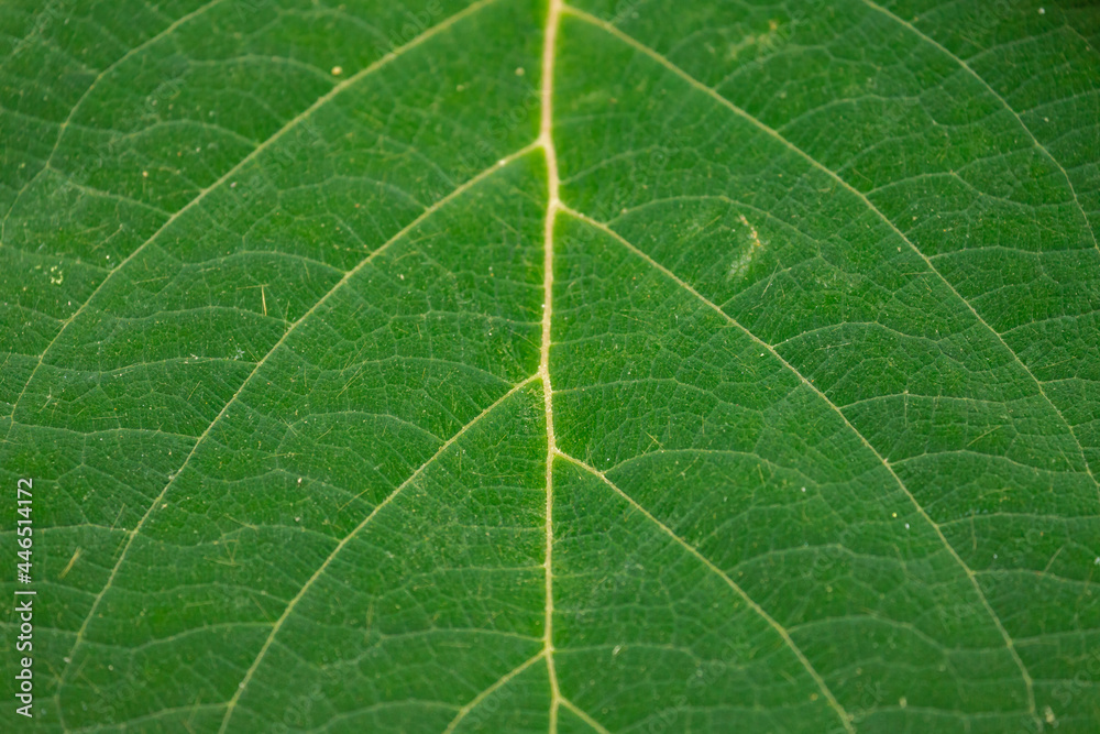 Close up green leaves of French hydrangea in the garden with selective focus, Leaf of Hydrangea macrophylla, A species of flowering plant in the family Hydrangeaceae, Nature pattern texture background Close up green leaves of French hydrangea in the garden with selective focus, Leaf of Hydrangea macrophylla, A species of flowering plant in the family Hydrangeaceae, Nature pattern texture background