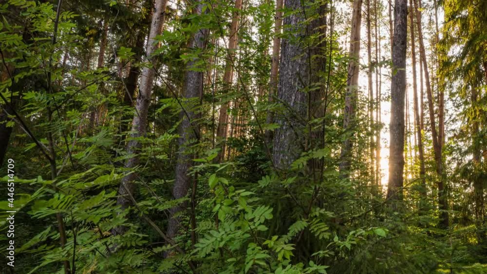 Beautiful summer morning in the forest. Sun rays break through the foliage of magnificent green tree. Magical summer forest, Hyperlapse Beautiful summer morning in the forest. Sun rays break through the foliage of magnificent green tree. Magical summer forest, Hyperlapse