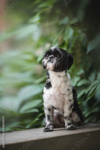 Wallpaper Mural A black-and-white female Shih Tzu in a white hoodie sitting on a rock against a bright summer landscape Torontodigital.ca