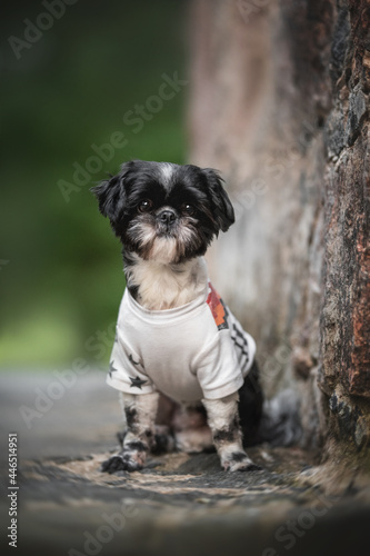 A black-and-white female Shih Tzu in a white hoodie sitting on a rock against a bright summer landscape