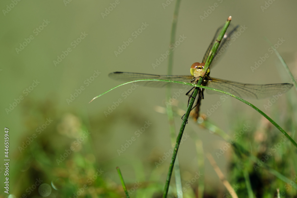 green alibellula clinging to a blade of grass by the lake