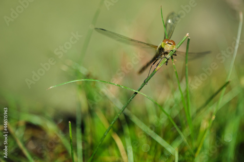 green alibellula clinging to a blade of grass © Massimo