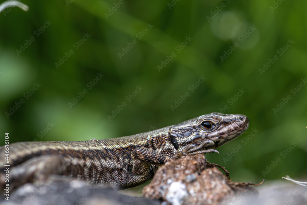 Portrait of a Common Wall Lizard (Podarcis muralis) Portrait of a Common Wall Lizard (Podarcis muralis)