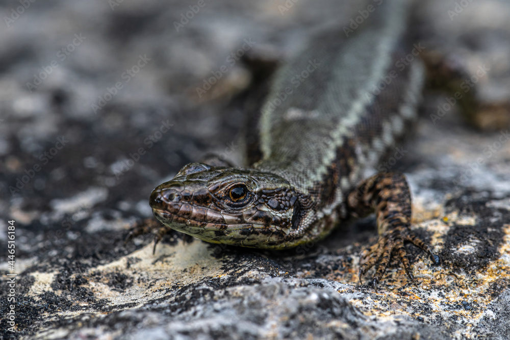 Portrait of a Common Wall Lizard (Podarcis muralis) Portrait of a Common Wall Lizard (Podarcis muralis)