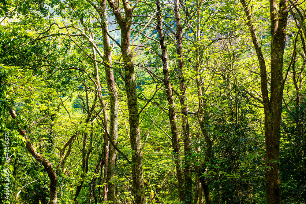 Naklejka premium green beech forest background