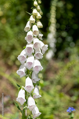 Close up of a white foxglove flower in bloom