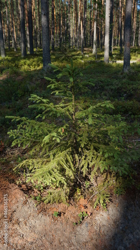 fir in the pine forest