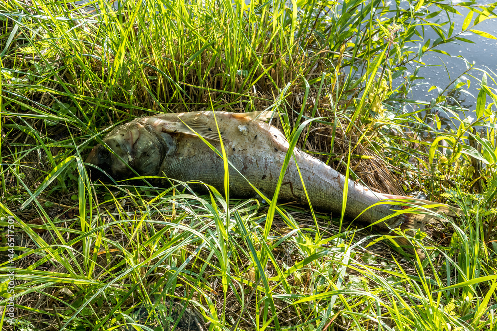 dead rotten fish on shore of polluted lake. ecological disaster and pestilence of silver carp dead rotten fish on shore of polluted lake. ecological disaster and pestilence of silver carp