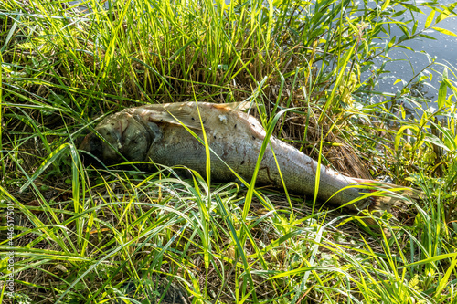 dead rotten fish on shore of polluted lake. ecological disaster and pestilence of silver carp