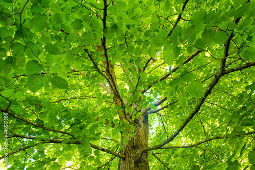 green beech forest background © Alberto