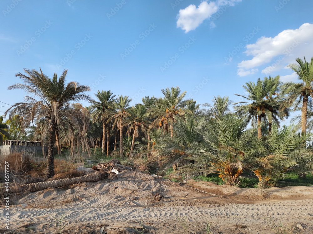 palm trees garden and cloudy sky. palm trees garden and cloudy sky.