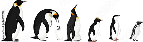 vector set of penguins: Magellanic,  Chinstrap, Macaroni, Emperor and King penguin photo