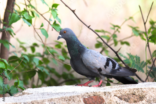 Indian Pigeon OR Rock Dove - The rock dove, rock pigeon, or common pigeon is a member of 
 the bird family Columbidae. In common usage, this bird is often simply referred to as the pigeon