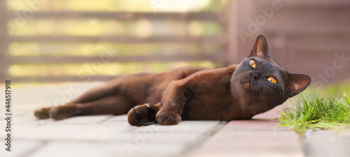 Εκτύπωση καμβά Burmese cat lying outdoor and looking with big orange eyes.