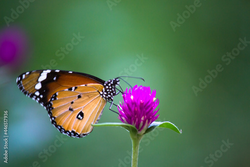 Danaus chrysippus, also known as the plain tiger, African queen, or African monarch, is a medium-sized butterfly widespread in Asia, Australia and Africa. It belongs to the Danainae subfamily of the 