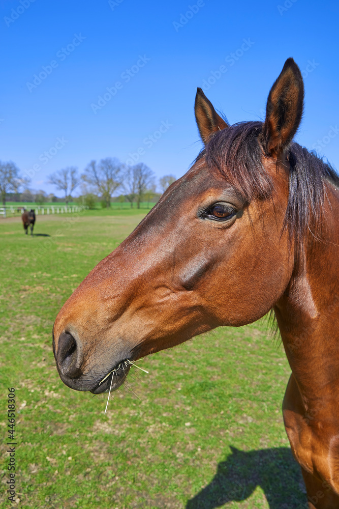 Confident horse in the pasture, close-up.