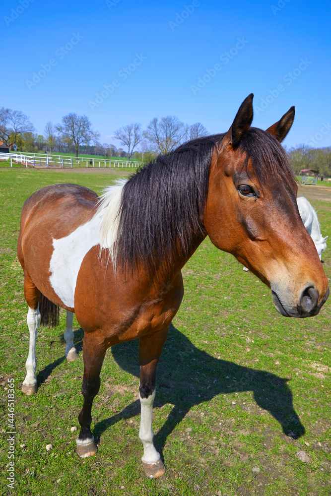 Confident horse in the pasture, close-up. Confident horse in the pasture, close-up.
