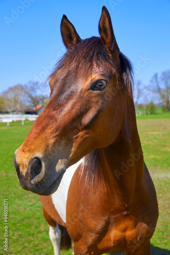 Confident horse in the pasture, close-up. © Composer