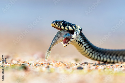 Portrait of a snake.