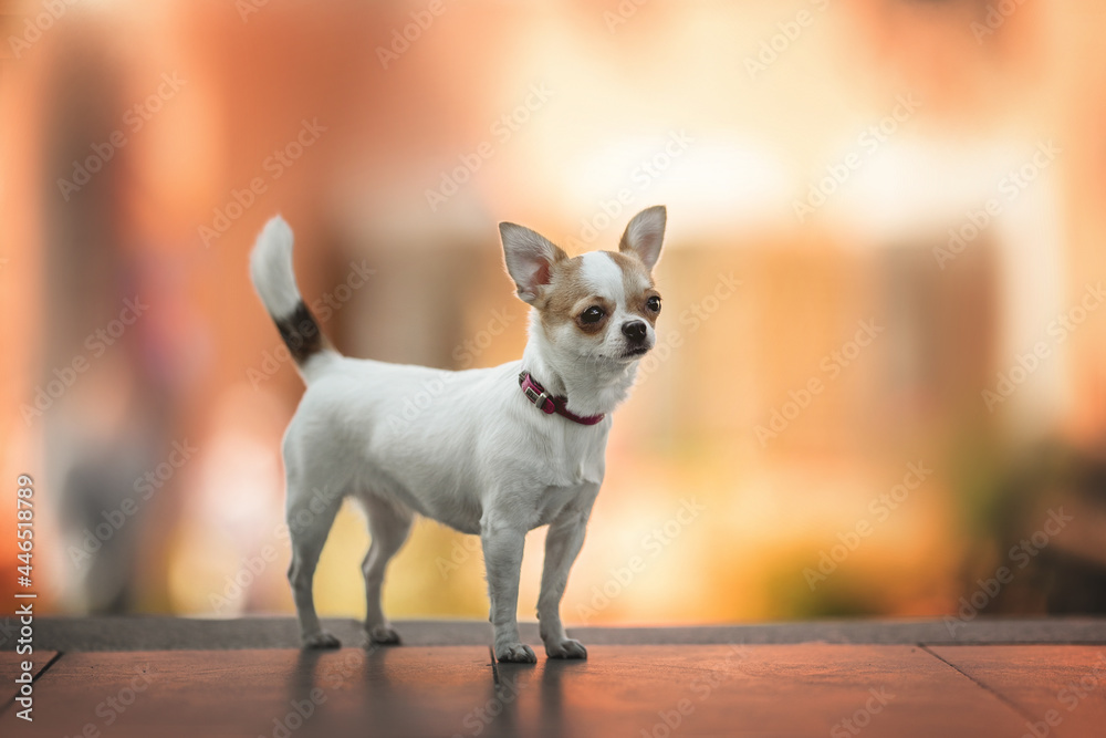 A cute little Chihuahua in a pink collar standing on the stairs at the background of a building in the old town