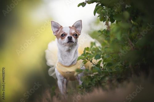 A cute little Chihuahua in a yellow dress looking out from behind a green bush against the background of a city park
