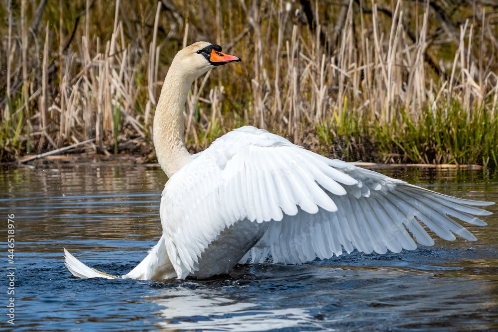 Obraz premium The swan swims on the lake.