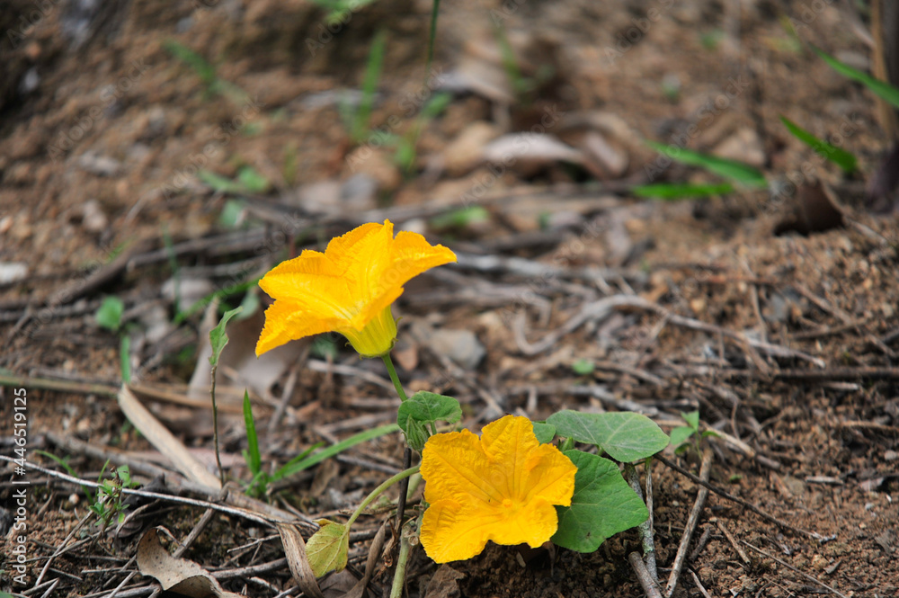 Yellow flowers