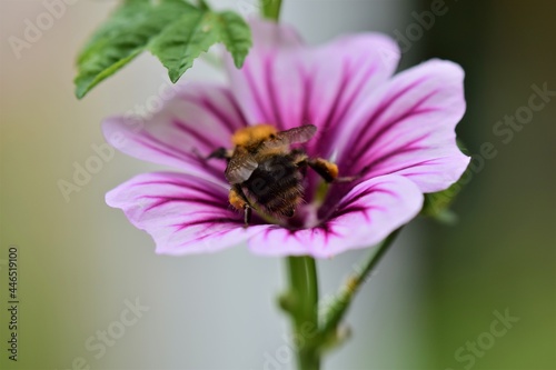 Bumble bee collects pollen in a zebra mallow