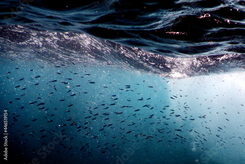 Fototapeta Naklejka Na Ścianę i Meble -  Costa Rica Pacific sea life