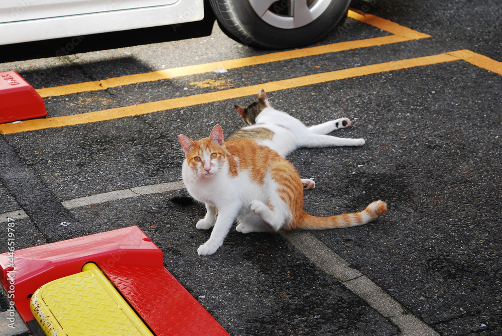 Obraz premium 野良猫