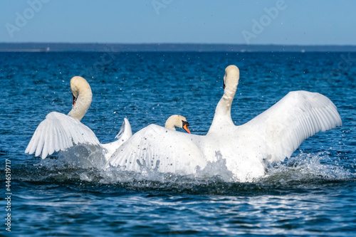 Fight of white swans