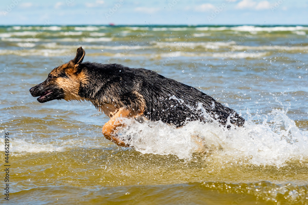 German shepherd puppy German shepherd puppy