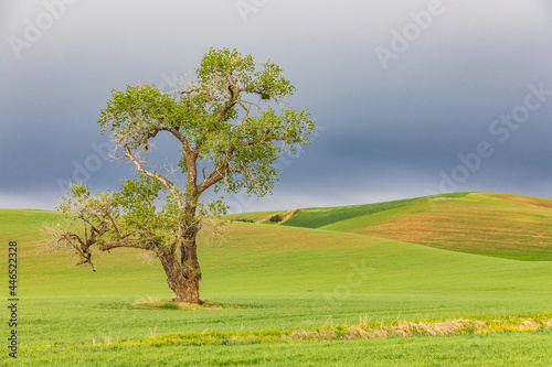 Cottonwood tree in wheat field under storm clouds in the Palouse hills.