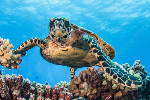 Hawksbill sea turtle