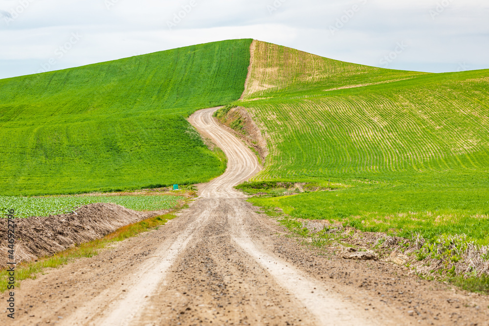 Dirt road through wheat fields in the Palouse hills.