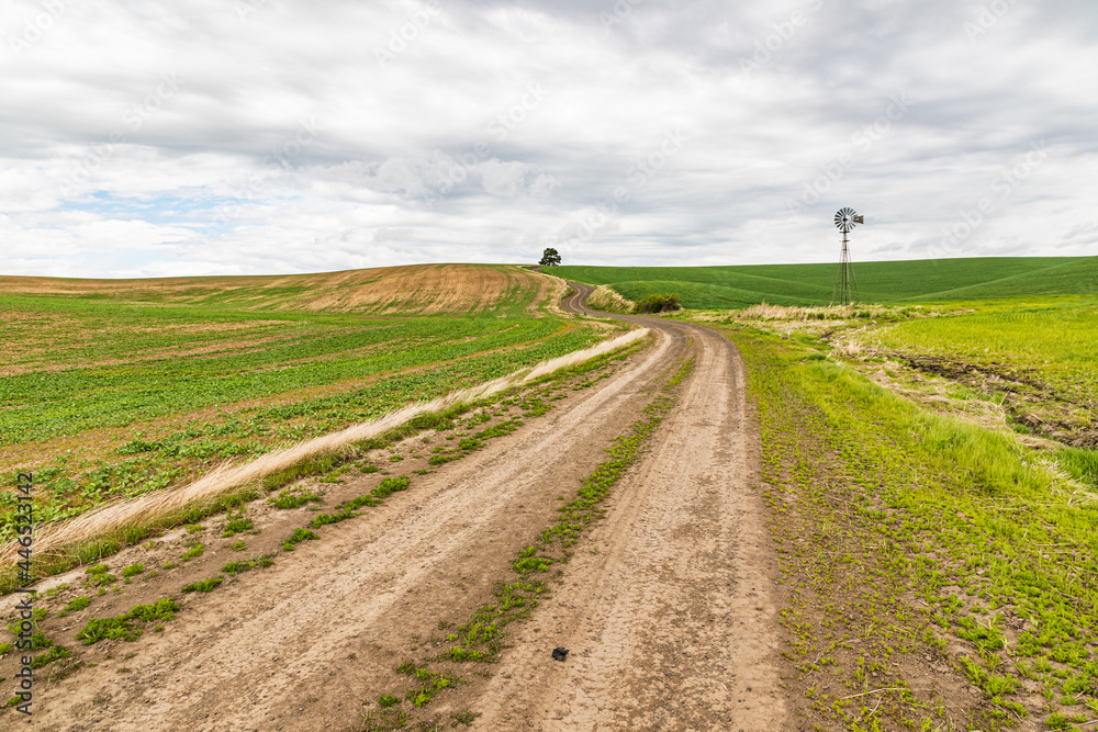 Dirt road through wheat fields in the Palouse hills.
