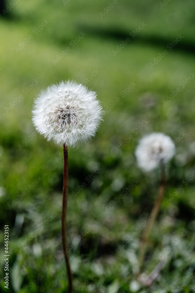 White dandelion on a natural green background.