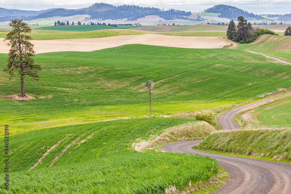 Dirt road winding through wheat fields in the Palouse hills.