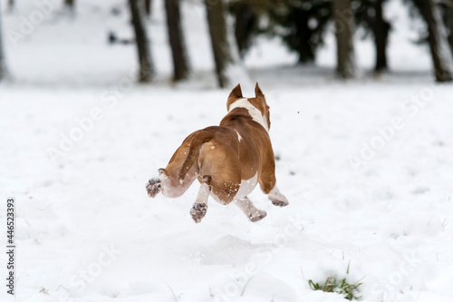 Fototapeta Naklejka Na Ścianę i Meble -  Dog in the snow