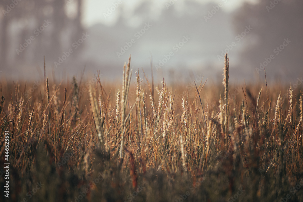 Fototapeta premium field of wheat